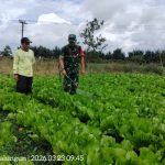 Babinsa Koramil 12/Saribudolok Turun ke Ladang, Bantu Petani Basmi Hama Sayuran