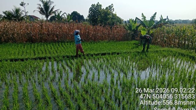Babinsa Koramil 09/Tiga Balata Turun ke Sawah, Bantu Petani Optimalkan Hasil Panen