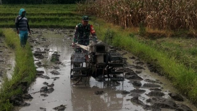 Babinsa Tiga Balata Turun ke Sawah, Wujud Nyata Dukungan TNI untuk Ketahanan Pangan