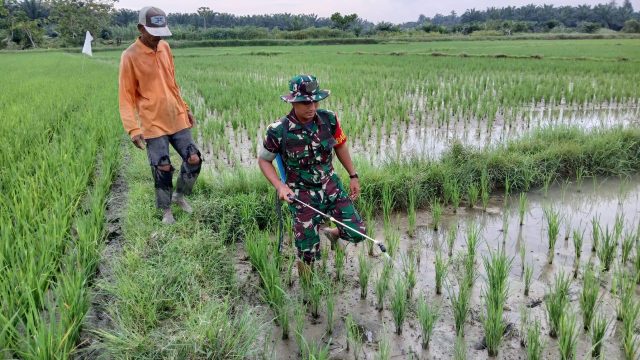 Kebersamaan di Sawah, Babinsa dan Petani Kompak Jaga Tanaman dari Hama