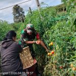Babinsa Turun ke Ladang, Panen Tomat Bersama Warga di Saribu Dolok