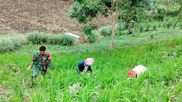 Sentuhan Babinsa di Ladang Warga, Komsos Sambil Bantu Petani Bersihkan Gulma di Raya