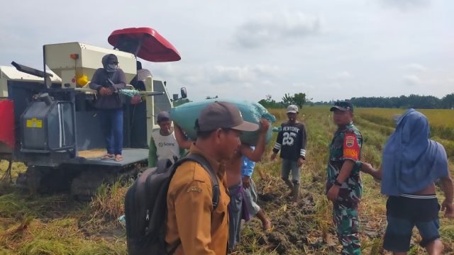 Babinsa Koramil 10/Tanah Jawa Turun ke Sawah, Dukung Panen Padi Modern di Simalungun