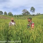 Menjaga Ketahanan Pangan dari Sawah, Babinsa Aktif Jalin Komunikasi dengan Petani Menjaga Ketahanan Pangan dari Sawah, Babinsa Aktif Jalin Komunikasi dengan Petani