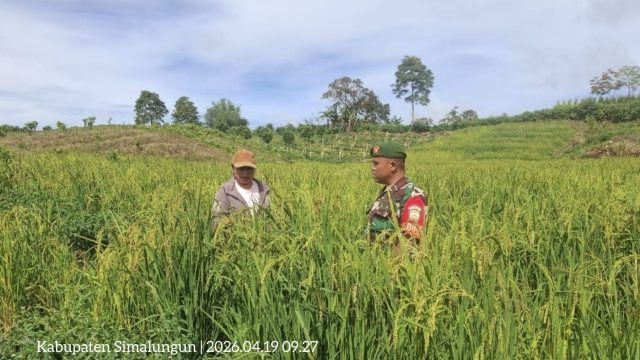 Menjaga Ketahanan Pangan dari Sawah, Babinsa Aktif Jalin Komunikasi dengan Petani