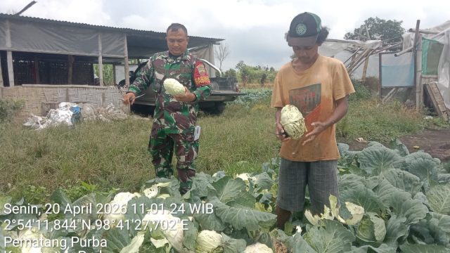 Babinsa Koramil 13/Purba Turun ke Ladang, Bantu Petani Panen Kol dan Perkuat Kebersamaan.