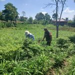 Kebersamaan di Ladang, Babinsa dan Petani Bahu Membahu Rawat Tanaman Jahe Kebersamaan di Ladang, Babinsa dan Petani Bahu Membahu Rawat Tanaman Jahe