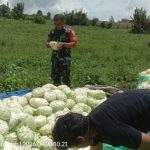 Panen Penuh Kebersamaan, Babinsa Turun Tangan Bantu Petani Kol di Saribudolok.
