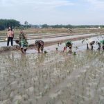 Dari Sawah untuk Negeri, Babinsa Siantar Selatan Hadir di Gerakan Tanam Padi Serentak 50.000 Hektare.