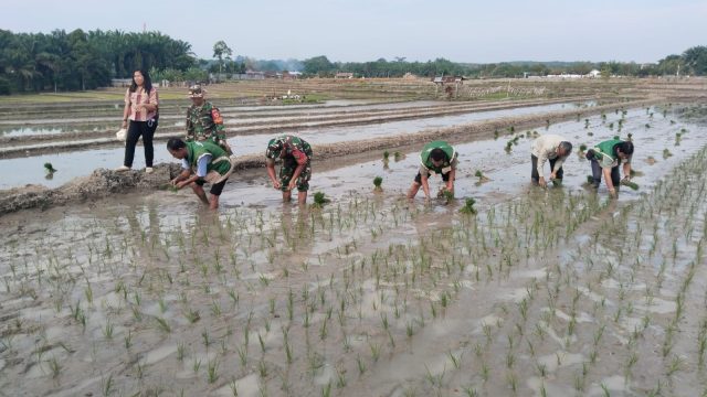 Dari Sawah untuk Negeri, Babinsa Siantar Selatan Hadir di Gerakan Tanam Padi Serentak 50.000 Hektare.