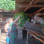 Babinsa Siantar Utara Dampingi Peternak Kambing, Dorong Usaha Warga Makin Berkembang. Babinsa Siantar Utara Dampingi Peternak Kambing, Dorong Usaha Warga Makin Berkembang.