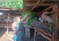 Babinsa Siantar Utara Dampingi Peternak Kambing, Dorong Usaha Warga Makin Berkembang.