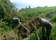 Babinsa Sigap Bantu Petani, Bersihkan Pohon dan Bambu yang Menimpa Sawah Akibat Angin Kencang.