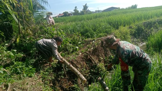 Babinsa Sigap Bantu Petani, Bersihkan Pohon dan Bambu yang Menimpa Sawah Akibat Angin Kencang.