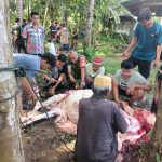 Pastikan Aman & Lancar Babinsa Koramil 03/Sungai Sarik Awasi Penyembelihan Hewan Qurban.