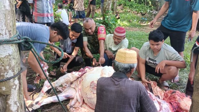 Pastikan Aman & Lancar Babinsa Koramil 03/Sungai Sarik Awasi Penyembelihan Hewan Qurban.