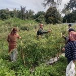Hangatkan Kebersamaan, Babinsa Dampingi Petani Panen Cabai di Nagori Pematang Purba.