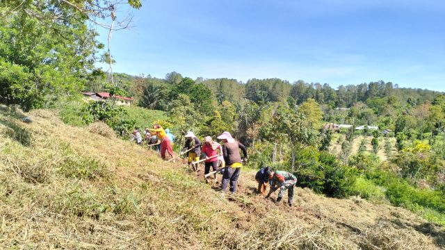Babinsa Hadiri Panen Jahe BUMNag Sibaganding, Wujud Dukungan TNI untuk Ketahanan Ekonomi Warga.