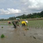 Babinsa Koramil 03/Siantar Selatan Dampingi Poktan Dosnitahi Tanam Padi di Sukaslamat.