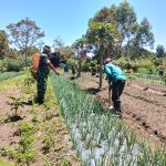Babinsa dan Petani Bersatu Jaga Tanaman Bawang, Wujud Kepedulian TNI untuk Ketahanan Pangan di Simalungun. Babinsa dan Petani Bersatu Jaga Tanaman Bawang, Wujud Kepedulian TNI untuk Ketahanan Pangan di Simalungun.