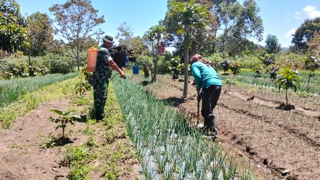 Babinsa dan Petani Bersatu Jaga Tanaman Bawang, Wujud Kepedulian TNI untuk Ketahanan Pangan di Simalungun.