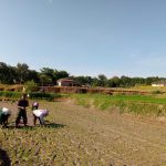 Hangatkan Semangat Petani, Babinsa Koramil Tigabalata Turun Langsung Tanam Padi di Marihat Dolok.