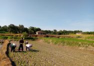 Hangatkan Semangat Petani, Babinsa Koramil Tigabalata Turun Langsung Tanam Padi di Marihat Dolok.