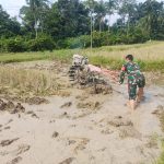 Babinsa dan Petani Bahu-Membahu di Sawah, Semangat Gotong Royong Hidupkan Ketahanan Pangan Simalungun.
