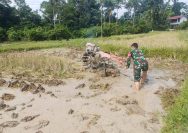 Babinsa dan Petani Bahu-Membahu di Sawah, Semangat Gotong Royong Hidupkan Ketahanan Pangan Simalungun.