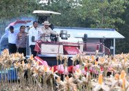 Perkuat Ketahanan Pangan Nasional, Presiden Prabowo Turun Langsung Panen Jagung di Tuban.