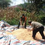 Babinsa Aktif Dampingi Petani, Wujud Nyata Kepedulian TNI di Simalungun.