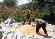 Babinsa Aktif Dampingi Petani, Wujud Nyata Kepedulian TNI di Simalungun.