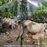Babinsa Aktif Pantau Ternak Warga, Ajak Peternak Jaga Kesehatan Sapi di Bosar Maligas.