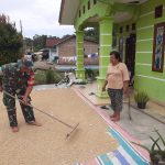 Hangatnya Kebersamaan di Panei Tonga, Babinsa Turun Tangan Bantu Warga Jemur Padi.
