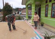 Hangatnya Kebersamaan di Panei Tonga, Babinsa Turun Tangan Bantu Warga Jemur Padi.