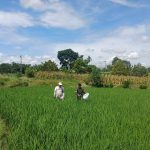 Setia Dampingi Petani dari Awal hingga Panen, Babinsa Tiga Balata Turun ke Sawah di Dolok Tomuan Setia Dampingi Petani dari Awal hingga Panen, Babinsa Tiga Balata Turun ke Sawah di Dolok Tomuan