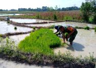 Babinsa Koramil 09/Tiga Balata Turun ke Sawah, Perkuat Ketahanan Pangan Bersama Petani