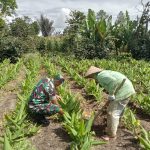 Babinsa Koramil 15/Dolok Pardamean Turun ke Ladang, Semangati Petani Kunyit Demi Ketahanan Pangan.