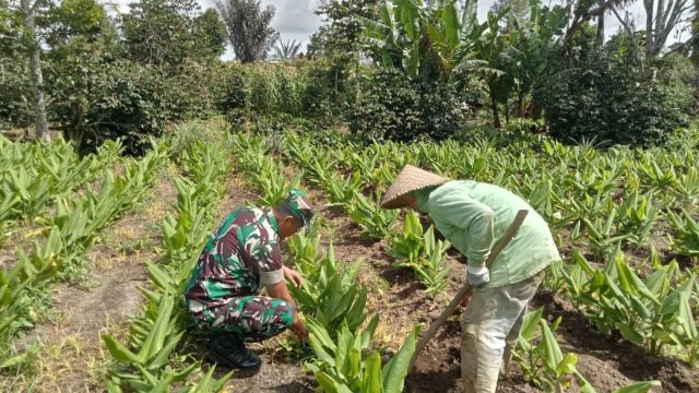 Babinsa Koramil 15/Dolok Pardamean Turun ke Ladang, Semangati Petani Kunyit Demi Ketahanan Pangan.