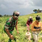 Babinsa Dolok Silau Turun ke Ladang, Bantu Petani Panen Wortel Sambil Pererat Kebersamaan. Babinsa Dolok Silau Turun ke Ladang, Bantu Petani Panen Wortel Sambil Pererat Kebersamaan.