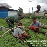 Babinsa Koramil Purba Jalin Kedekatan dengan Petani Bibit Kol di Urung Pane. Babinsa Koramil Purba Jalin Kedekatan dengan Petani Bibit Kol di Urung Pane.