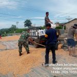 Babinsa Koramil 13/Purba Bantu Petani Jemur Jagung, Wujud Kepedulian TNI kepada Masyarakat Babinsa Koramil 13/Purba Bantu Petani Jemur Jagung, Wujud Kepedulian TNI kepada Masyarakat