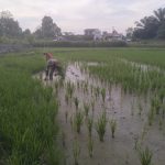 Babinsa Koramil 09/Tiga Balata Turun ke Sawah, Bantu Petani Bersihkan Gulma dan Hama Keong