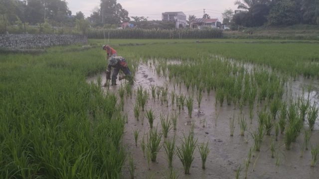 Babinsa Koramil 09/Tiga Balata Turun ke Sawah, Bantu Petani Bersihkan Gulma dan Hama Keong