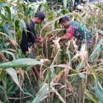 Babinsa Jadi Penyemangat Petani, Panen Jagung di Pematang Marihat Berlangsung Penuh Kebersamaan Babinsa Jadi Penyemangat Petani, Panen Jagung di Pematang Marihat Berlangsung Penuh Kebersamaan