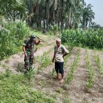 Babinsa Tanah Jawa, Dampingi Petani Lawan Hama Jagung di Huta Bayu Raja.