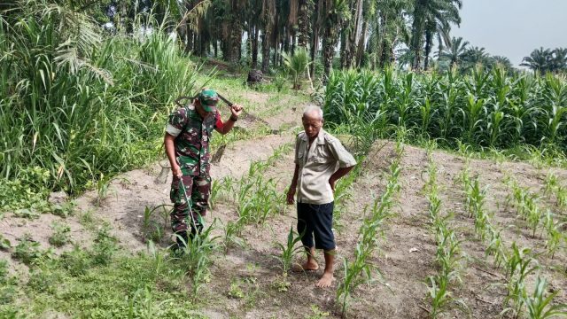 Babinsa Tanah Jawa, Dampingi Petani Lawan Hama Jagung di Huta Bayu Raja.
