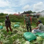 Jalin Keakraban dengan Petani, Babinsa Koramil Purba Dukung Pertanian Sawi Jalin Keakraban dengan Petani, Babinsa Koramil Purba Dukung Pertanian Sawi