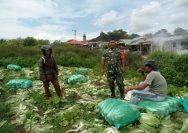 Jalin Keakraban dengan Petani, Babinsa Koramil Purba Dukung Pertanian Sawi