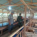 Babinsa Bosar Maligas Dampingi Peternak Kambing, Bangun Semangat dan Kepedulian Kebersihan Kandang